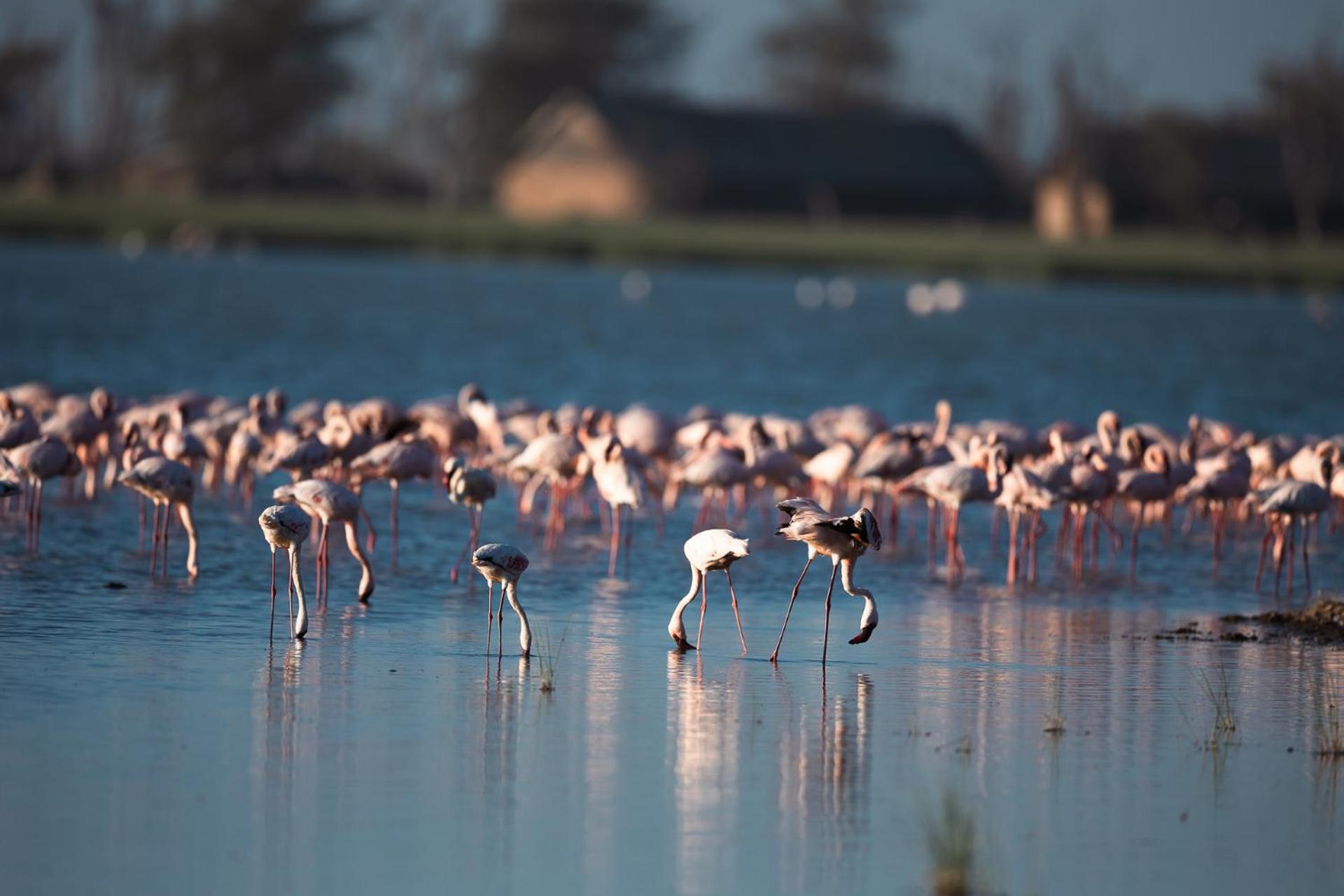 Amboseli Glass House Oloitokitok Bagian luar foto