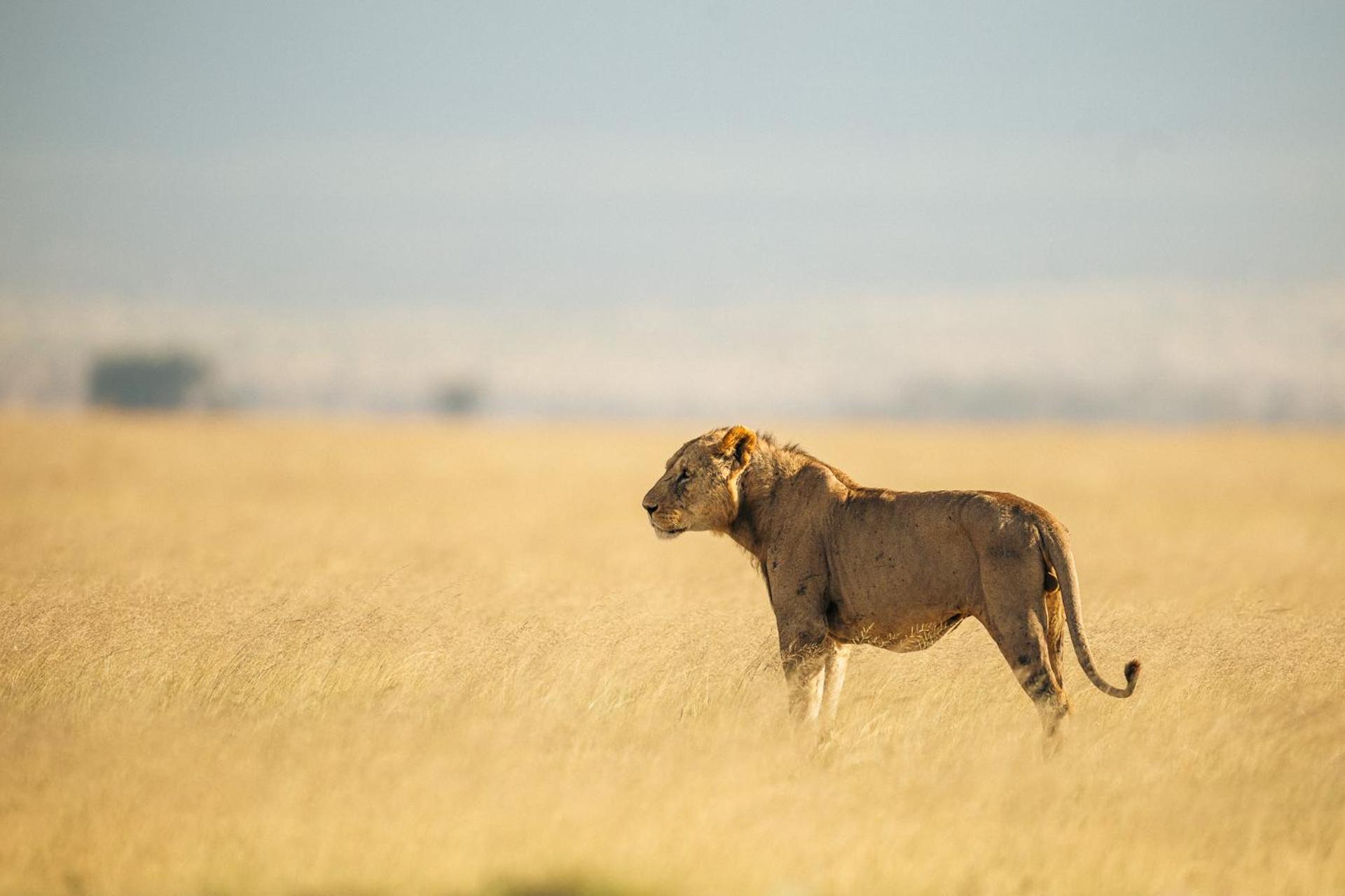 Amboseli Glass House Oloitokitok Bagian luar foto