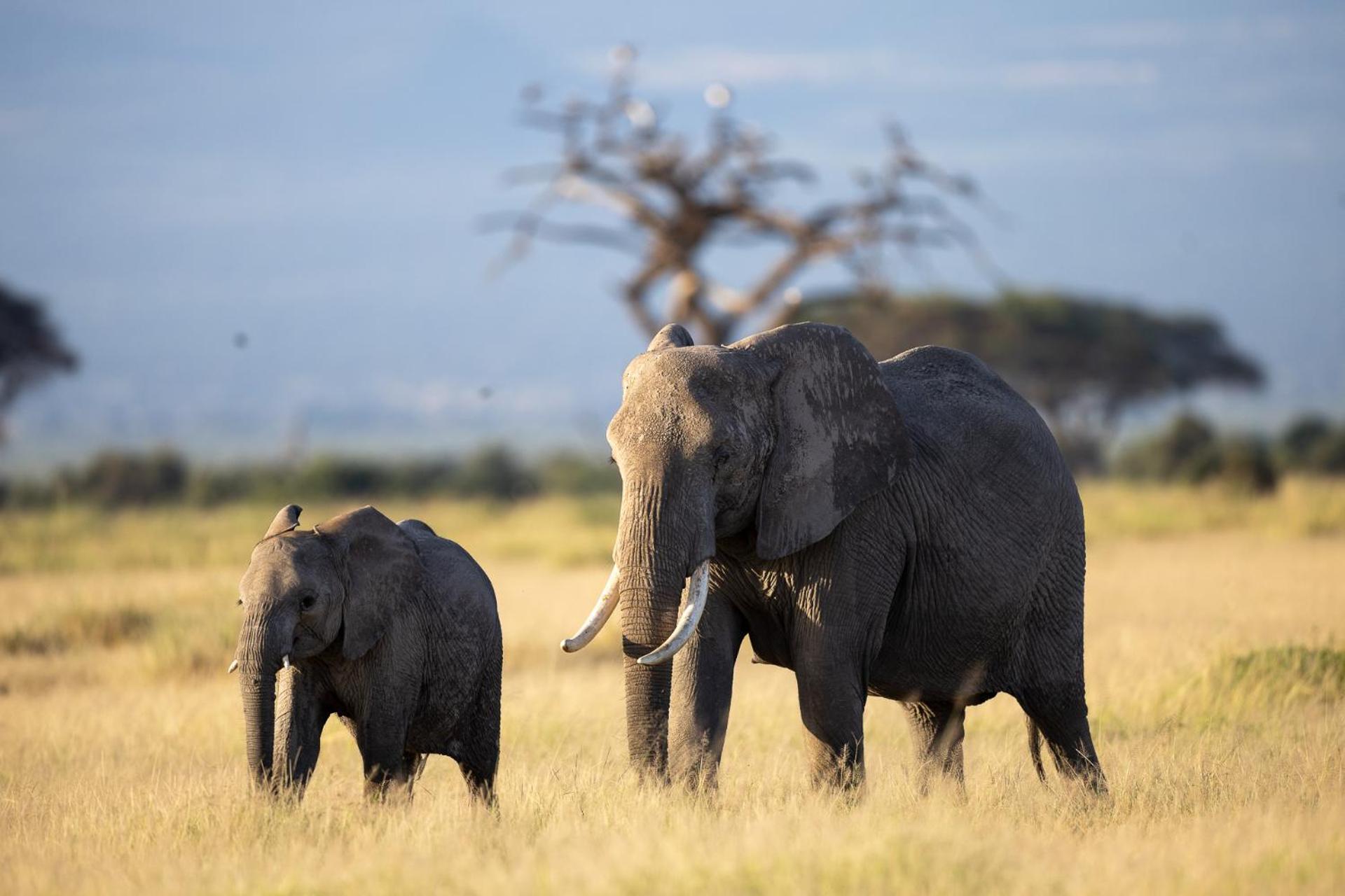 Amboseli Glass House Oloitokitok Bagian luar foto