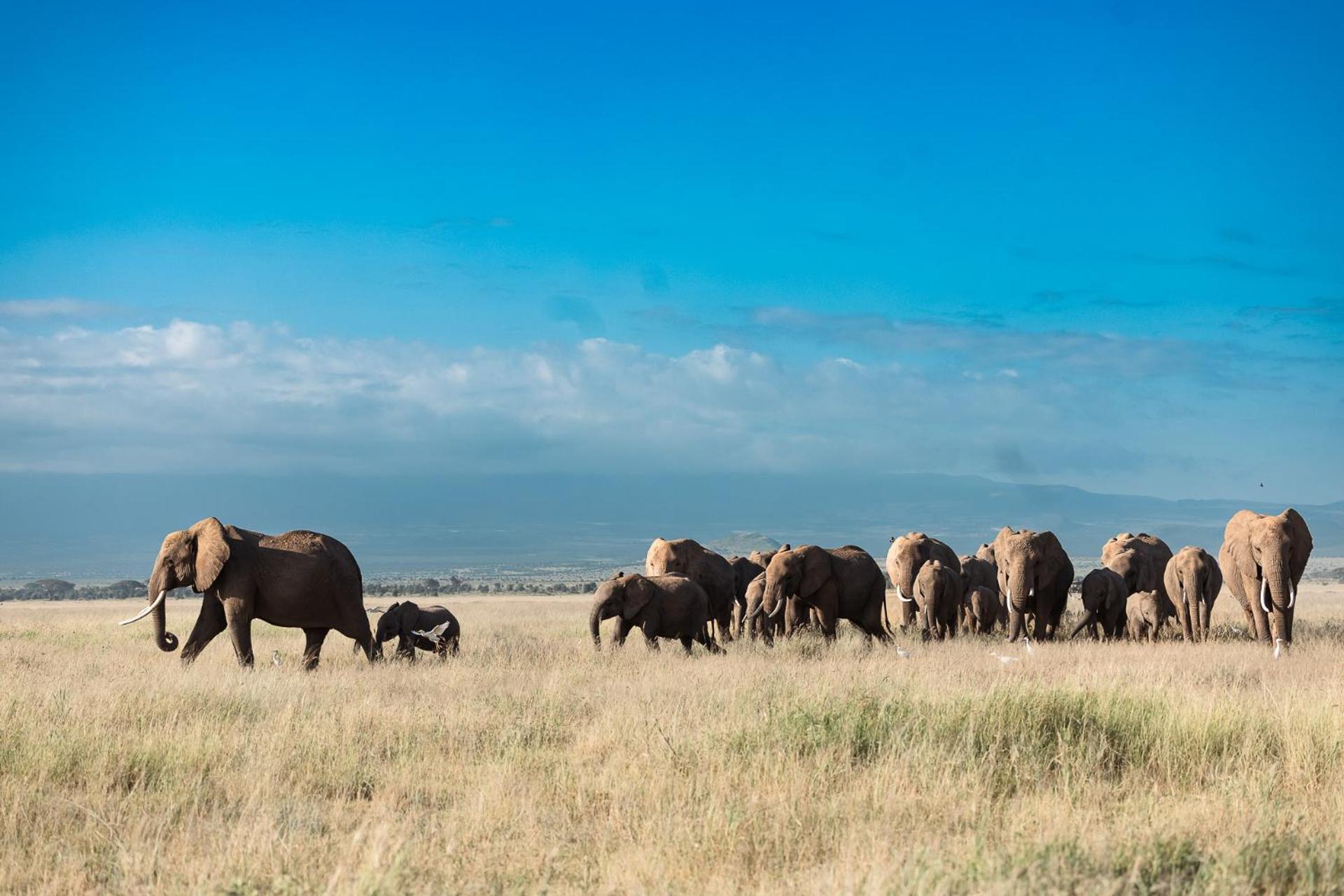 Amboseli Glass House Oloitokitok Bagian luar foto