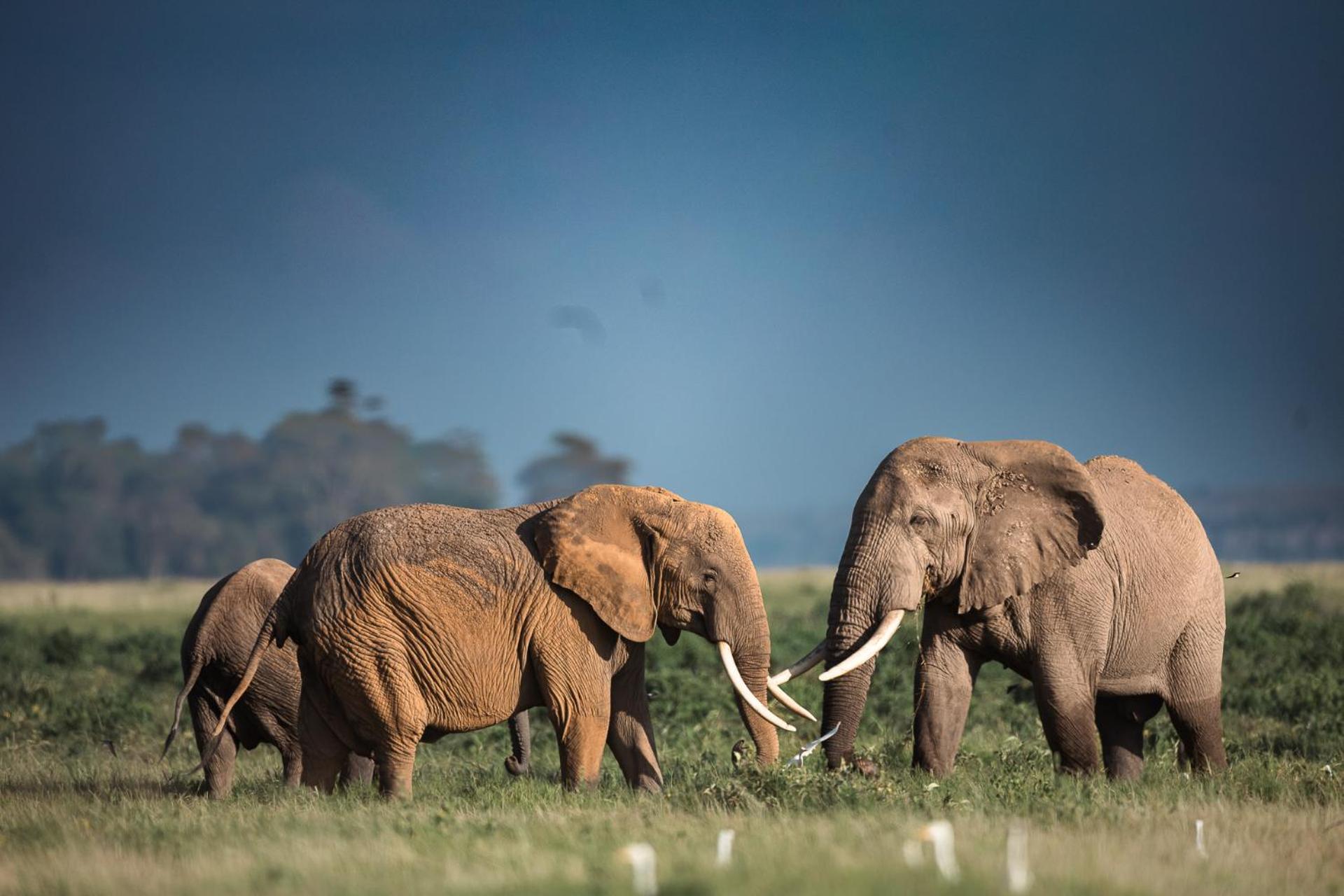 Amboseli Glass House Oloitokitok Bagian luar foto