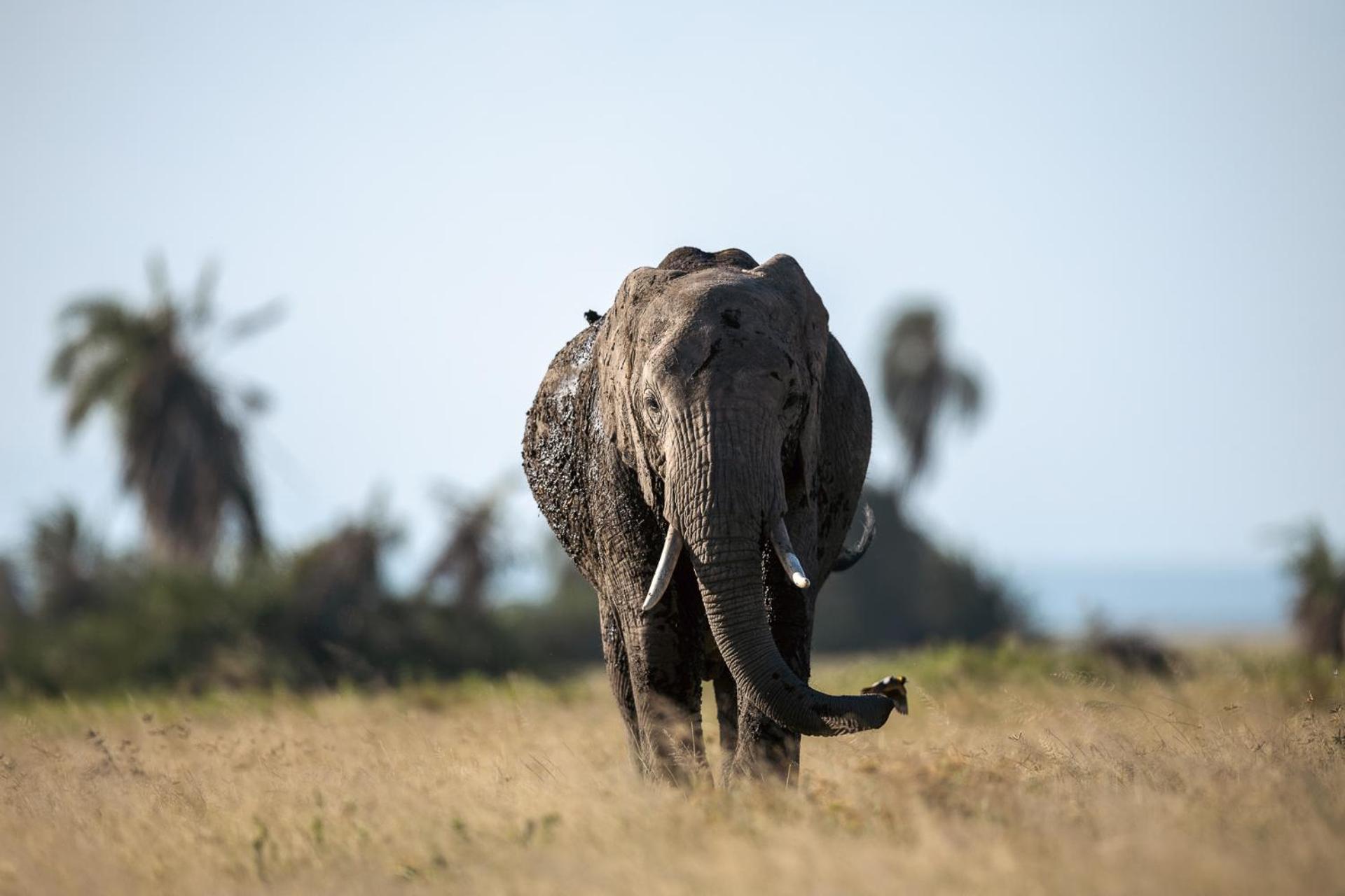 Amboseli Glass House Oloitokitok Bagian luar foto