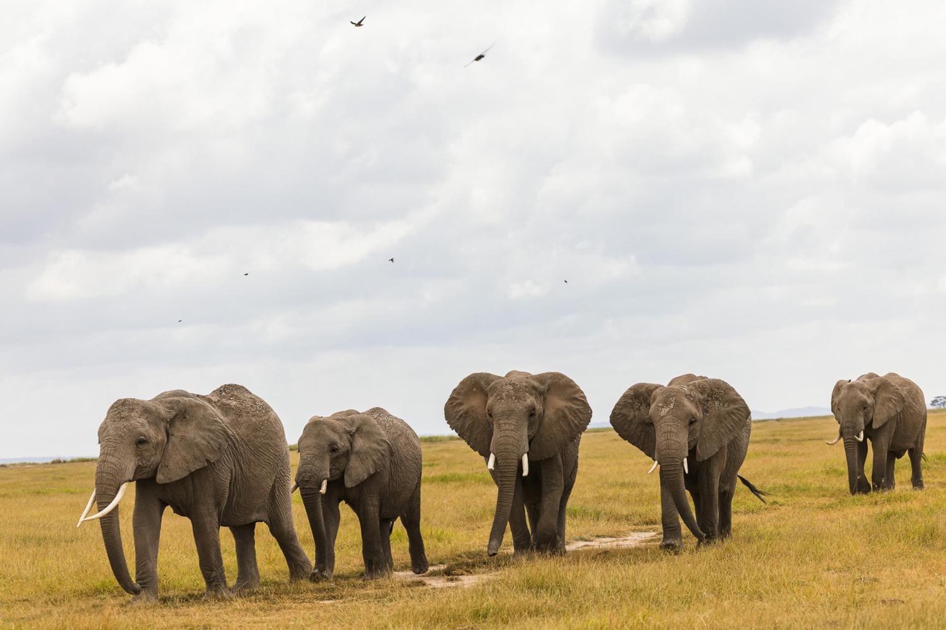 Amboseli Glass House Oloitokitok Bagian luar foto